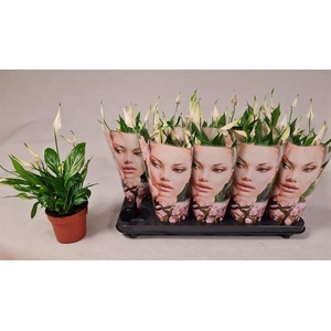 Spathiphyllum Korto 12Ø 30cm 5fl