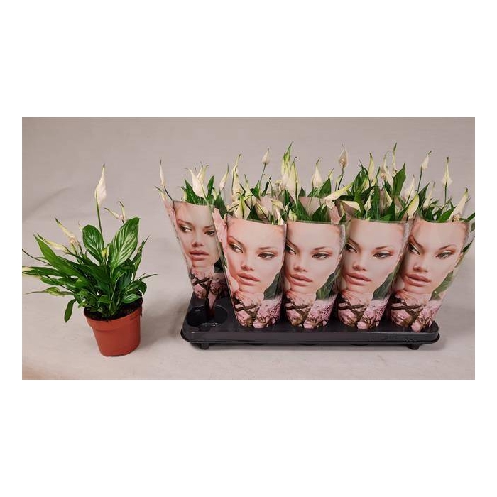 <h4>Spathiphyllum Korto 12Ø 30cm 5fl</h4>