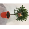 Citrus medica