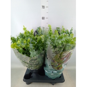 Phlebodium aureum 'Davana'