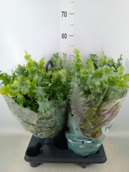 <h4>Phlebodium aureum 'Davana'</h4>