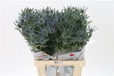 <h4>Eryngium Mag Blue Lagoon</h4>