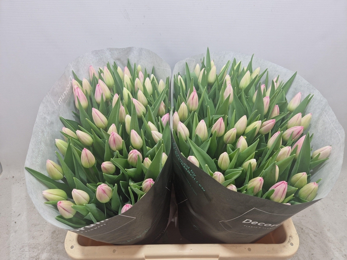 <h4>TU EN CIRCUIT</h4>