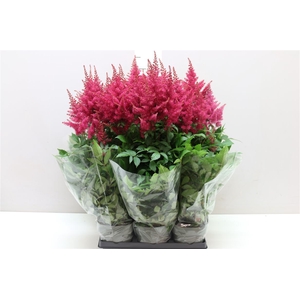Astilbe Ar Drum And Bass