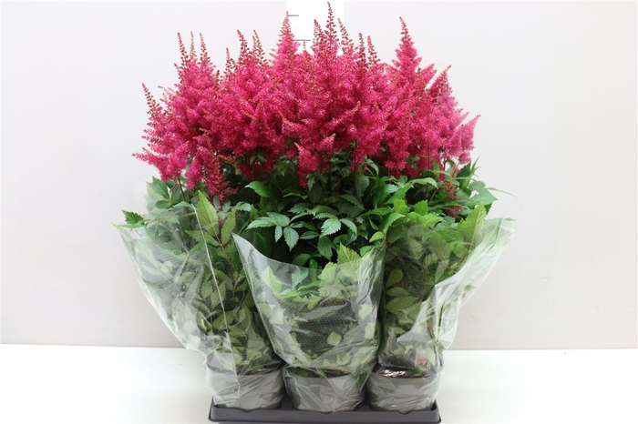 <h4>Astilbe Ar Drum And Bass</h4>