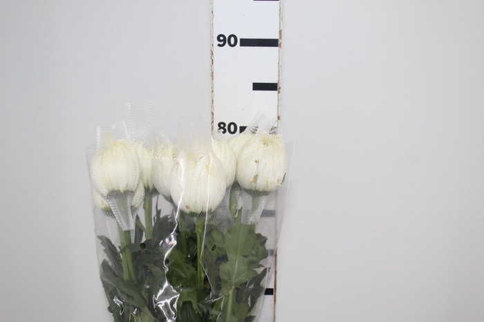 <h4>ANASTASIA SPECIAL 080 CM</h4>