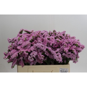 Limonium sinuatum Lucia Pink