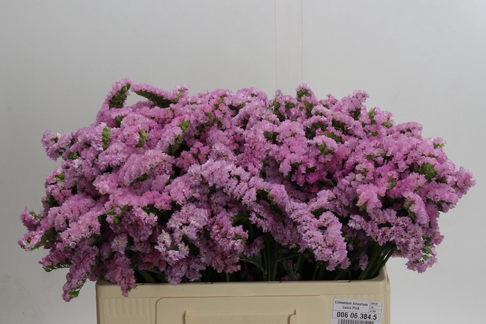 <h4>Limonium sinuatum Lucia Pink</h4>