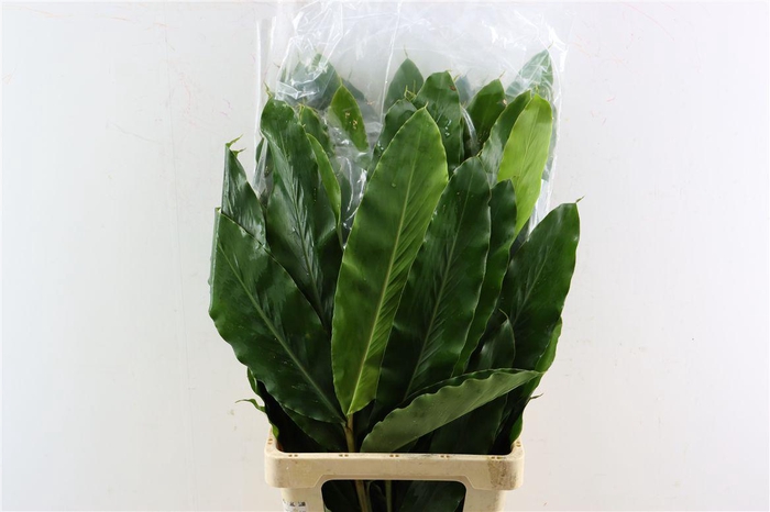 <h4>Alpinia Glanga</h4>