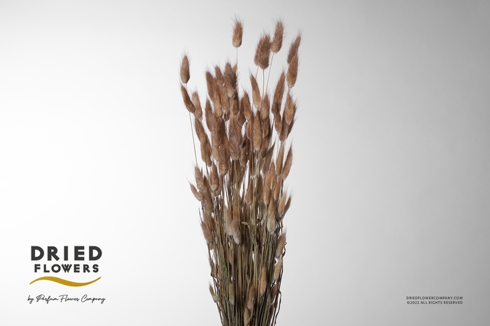 <h4>Dried Lagurus Natural</h4>