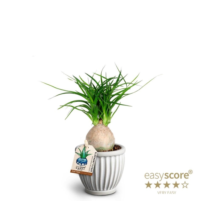 <h4>BEAUCARNEA RECURVATA p7</h4>