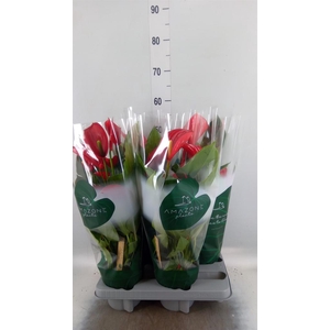 Anthurium andr. 'Melodia'