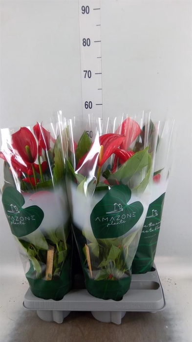 <h4>Anthurium andr. 'Melodia'</h4>