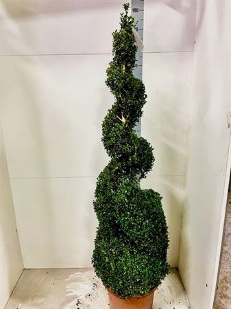 <h4>Buxu Sempervirens</h4>