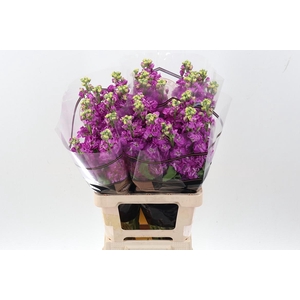 Matth Stox Deep Rose