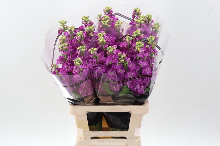 <h4>Matth Stox Deep Rose</h4>