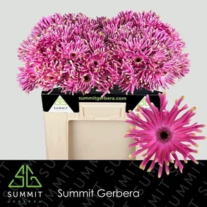 GERBERA GBK 'PASTINI VITTORIA'