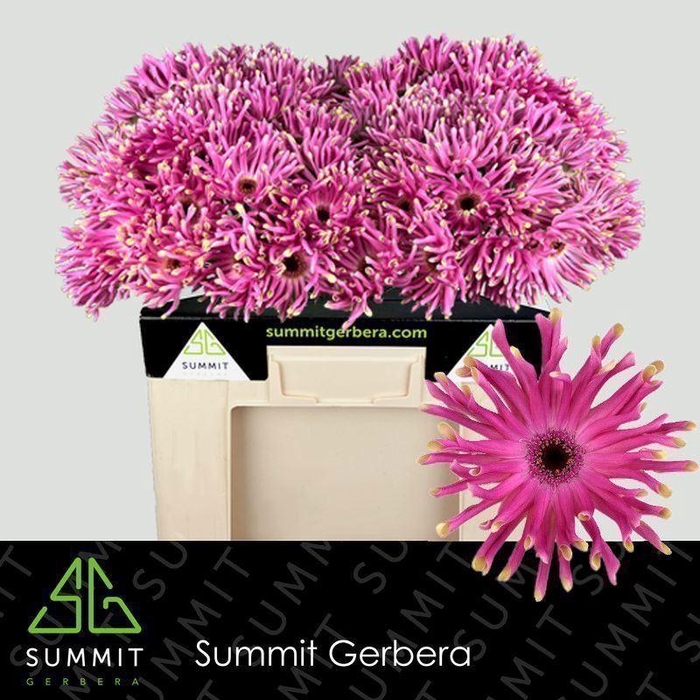 <h4>GERBERA GBK 'PASTINI VITTORIA'</h4>