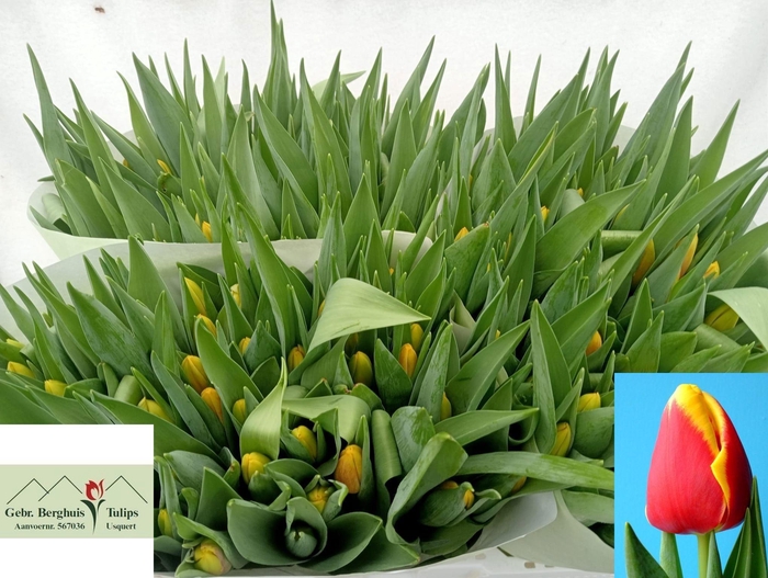 <h4>TU EN DENMARK</h4>