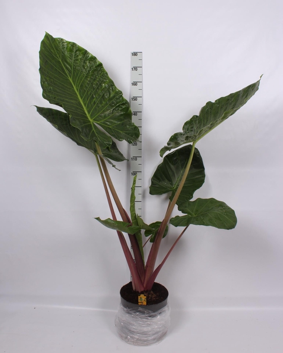 <h4>ALOC OV</h4>