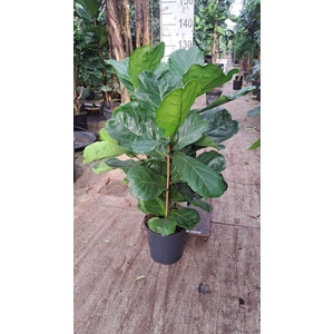 Ficus lyrata
