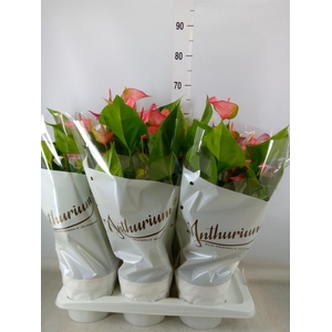 Anthurium andr. 'Livium Red'