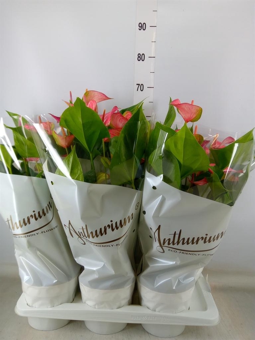 <h4>Anthurium andr. 'Livium Red'</h4>