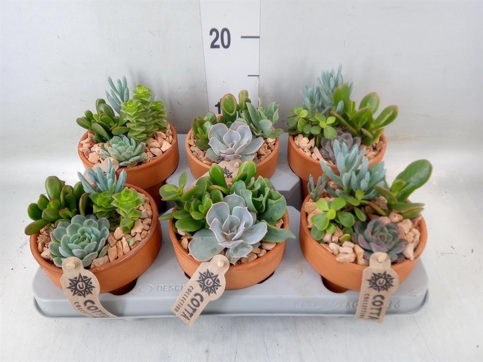<h4>Arr.  Succulents L%</h4>