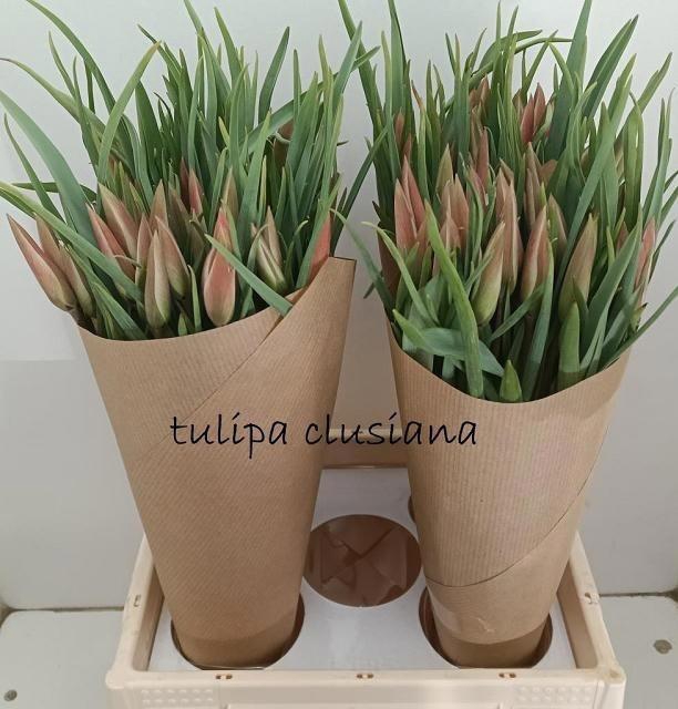 <h4>Frit Tulipa Clusiana</h4>