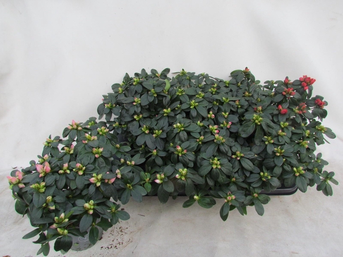 <h4>RHODO SI VOGEL GEM</h4>