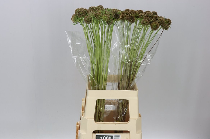 <h4>Scabiosa Stellata</h4>