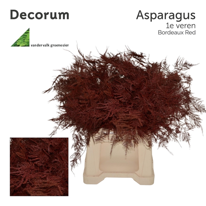 <h4>Asp 1e veren Bordeaux red</h4>