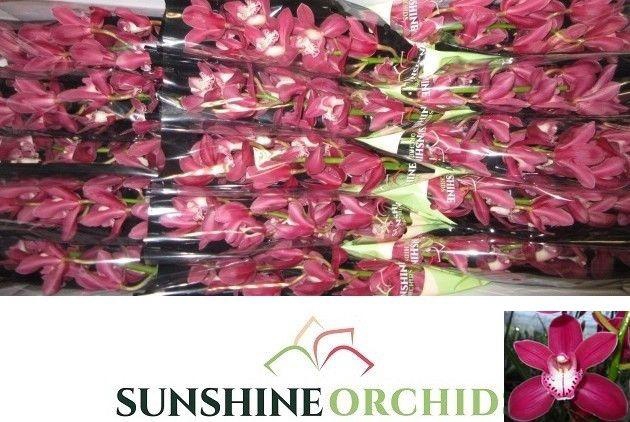 <h4>CYMB MI EARLIFLAME</h4>