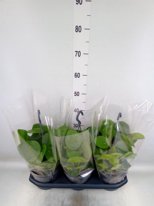 <h4>Pilea peperomioides</h4>