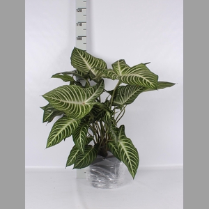 PLANTEN OV