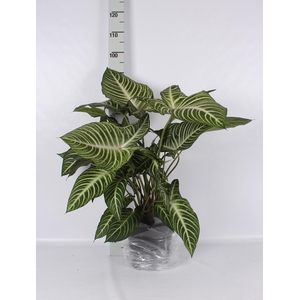 PLANTEN OV