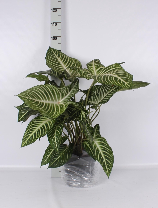 <h4>PLANTEN OV</h4>