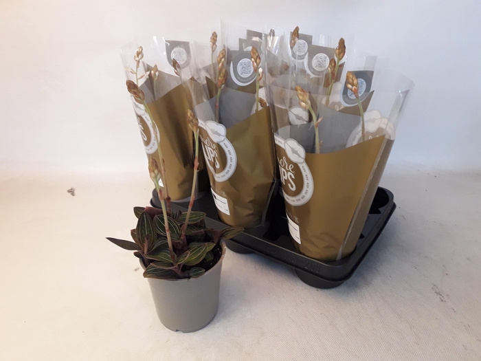 <h4>LUD DISCOLOR</h4>