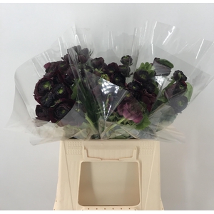 Ran Suc 1st Nerone Nero