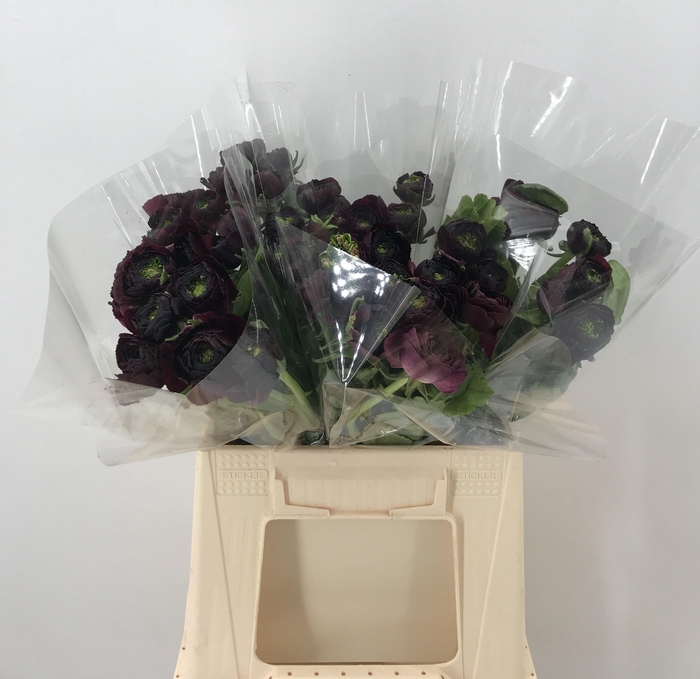 <h4>Ran Suc 1st Nerone Nero</h4>