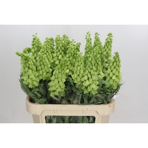 Fritillaria Persica Ivory Bells