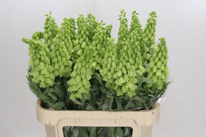 <h4>Fritillaria Persica Ivory Bells</h4>