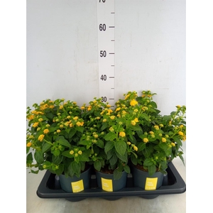 Lantana camara 'Simon Orange'