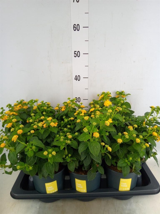 <h4>Lantana camara 'Simon Orange'</h4>