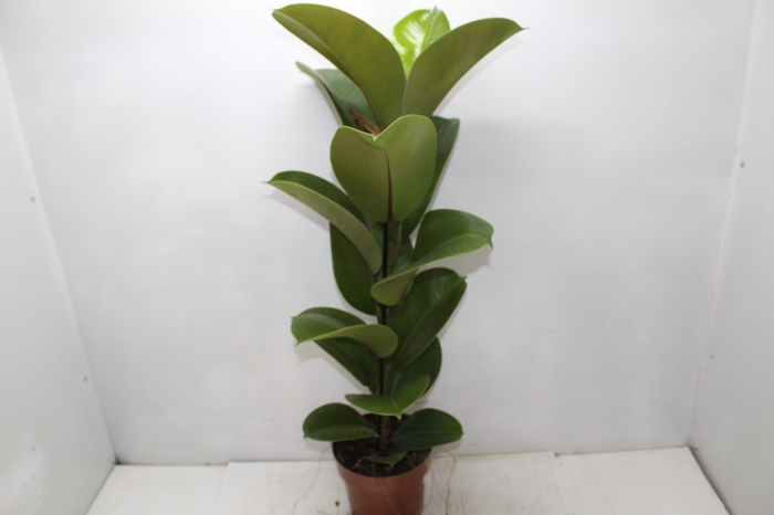 <h4>FICUS ELASTICA CLOE P17</h4>