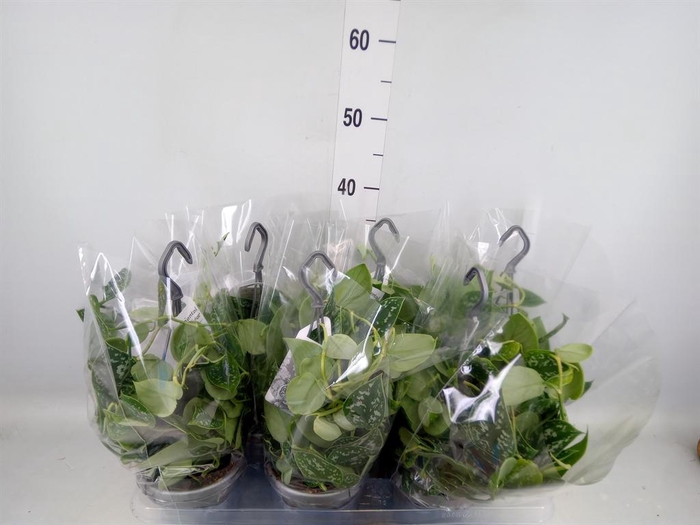 <h4>Scindapsus pictus 'Argyraeus'</h4>