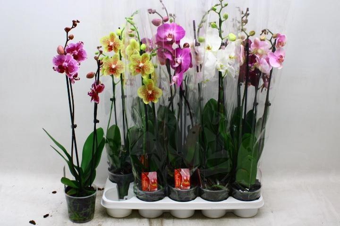 <h4>PHAL GEM 7 KL</h4>