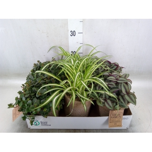 Arr.   Kamerplant Groen L%