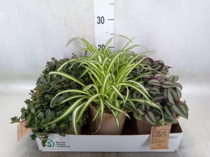 <h4>Arr.   Kamerplant Groen L%</h4>