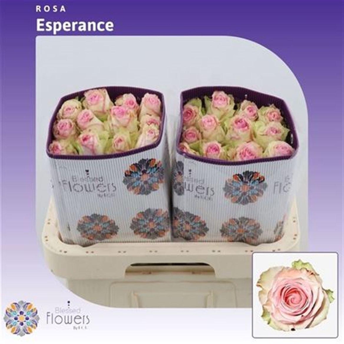 <h4>R Gr Esperance Ec</h4>